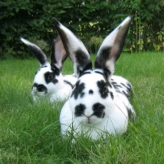 Beautiful Baby Bunnies For Sale