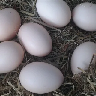 Quality Black Australorps Fertile Eggs For Sale