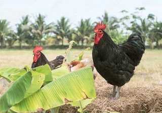 Quality Black Australorps Fertile Eggs For Sale