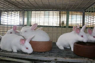 Newzealand White Rabbits For Sale