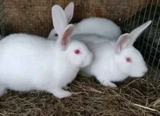 Newzealand White Rabbits For Sale
