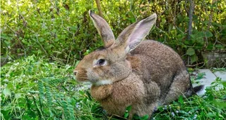 Flemish Giants Baby Bunnies For Sale