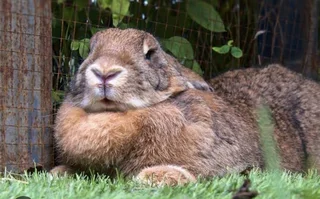 Flemish Giants Baby Bunnies For Sale