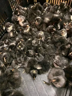 Potchefstroom Koekoeks Chick&#39;s For Sale