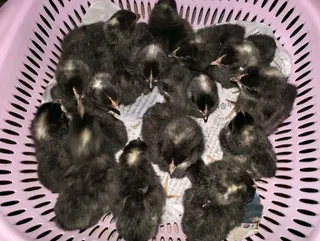 Potchefstroom Koekoeks Chick&#39;s For Sale