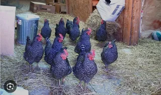 Potchefstroom Koekoeks Chick&#39;s For Sale