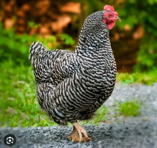 Potchefstroom Koekoeks Chick&#39;s For Sale