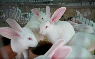 Quality Meat Rabbit Breeding Stock For Sale