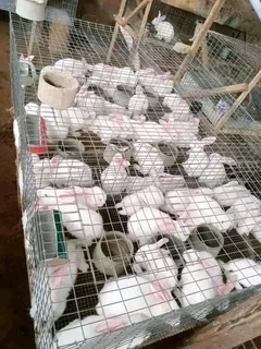 Meat Rabbits Breeding Stock For Sale