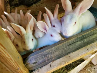 Meat Rabbits Breeding Stock For Sale