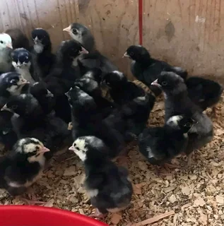 Black Australorp Chicks For Sale