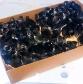 Black Australorp Chicks For Sale