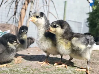 Black Australorp Chicks For Sale