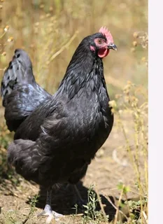 Black Australorp Chicks For Sale