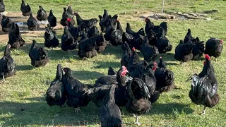 Black Australorp Chicks For Sale