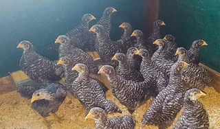 Potchefstroom Koekoeks Chick&#39;s For Sale