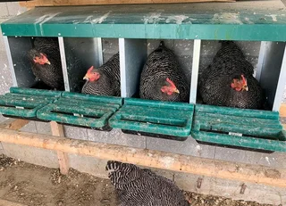 Potchefstroom Koekoeks Chick&#39;s For Sale