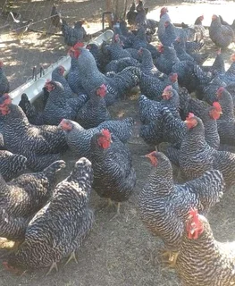Potchefstroom Koekoeks Chick&#39;s For Sale