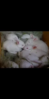 Newzealand White Rabbits For Sale