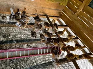 RHODE ISLAND REDS FOR SALE