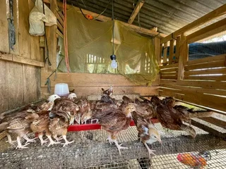 RHODE ISLAND REDS FOR SALE