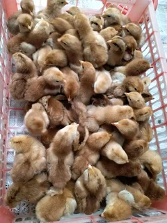 RHODE ISLAND REDS FOR SALE