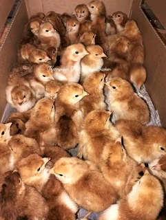 Rhode Island Reds For Sale