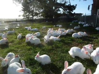 Newzealand White Rabbits For Sale
