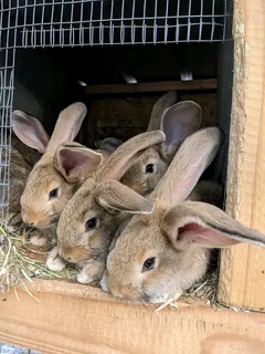 Flemish Giant&#39;s Bunnies For Sale