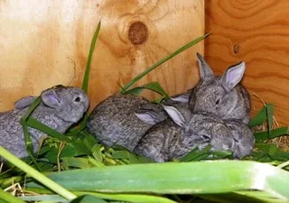 Cute Baby Bunnies For Sale