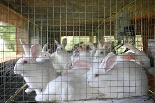 Meant Rabbits Breeding Stock For Sale