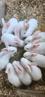 Meat Rabbits Breeding Stock For Sale