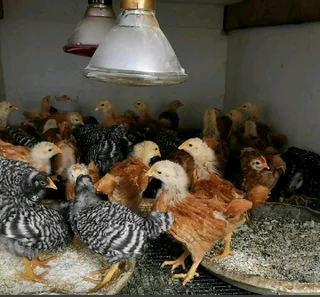 Backyard Egg-layers For Sale