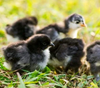 Backyard Egg-layers For Sale