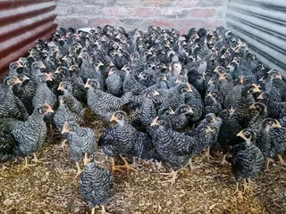 Backyard Egg-layers For Sale