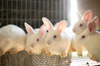 Meat Rabbits Breeding Stock For Sale