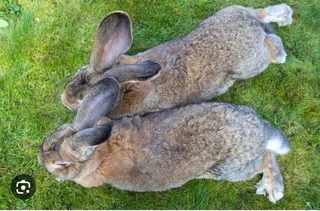 FLEMISH GIANT&#39;S RABBITS FOR SALE