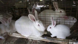 Newzealand White Rabbits For Sale