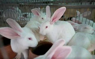 Meat Rabbits Breeding Stock For Sale
