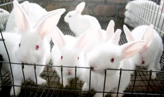Meat Rabbits Breeding Stock For Sale