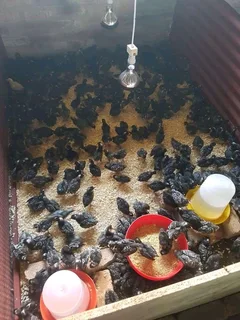 Potchefstroom Koekoeks Chick&#39;s For Sale