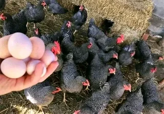 Potchefstroom Koekoeks Chick&#39;s For Sale