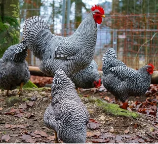 Potchefstroom Koekoeks Chick&#39;s For Sale