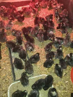 Potchefstroom Koekoeks Chick&#39;s For Sale