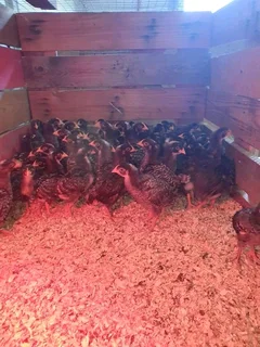 Potchefstroom Koekoeks Chick&#39;s For Sale