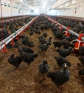 Potchefstroom Koekoeks Chick&#39;s For Sale