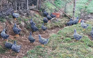 Potchefstroom Koekoeks Chick&#39;s For Sale