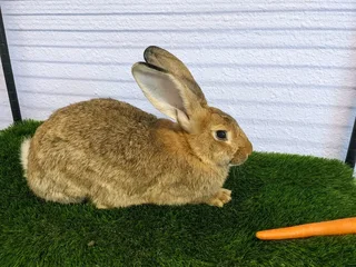 FLEMISH GIANT&#39;S BABY BUNNIES FOR SALE