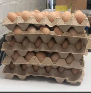 Blacks Australorp Fertile Eggs &amp; Chicks For Sale