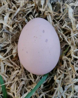 Blacks Australorp Fertile Eggs &amp; Chicks For Sale